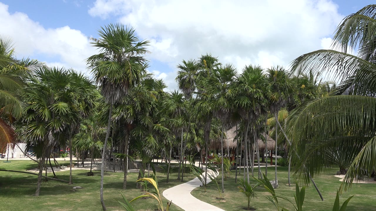 Opening view of a palm-filled resort garden in Playa Del Carmen, Mexico, with a pale walkway crossing the lawn and no visible people.