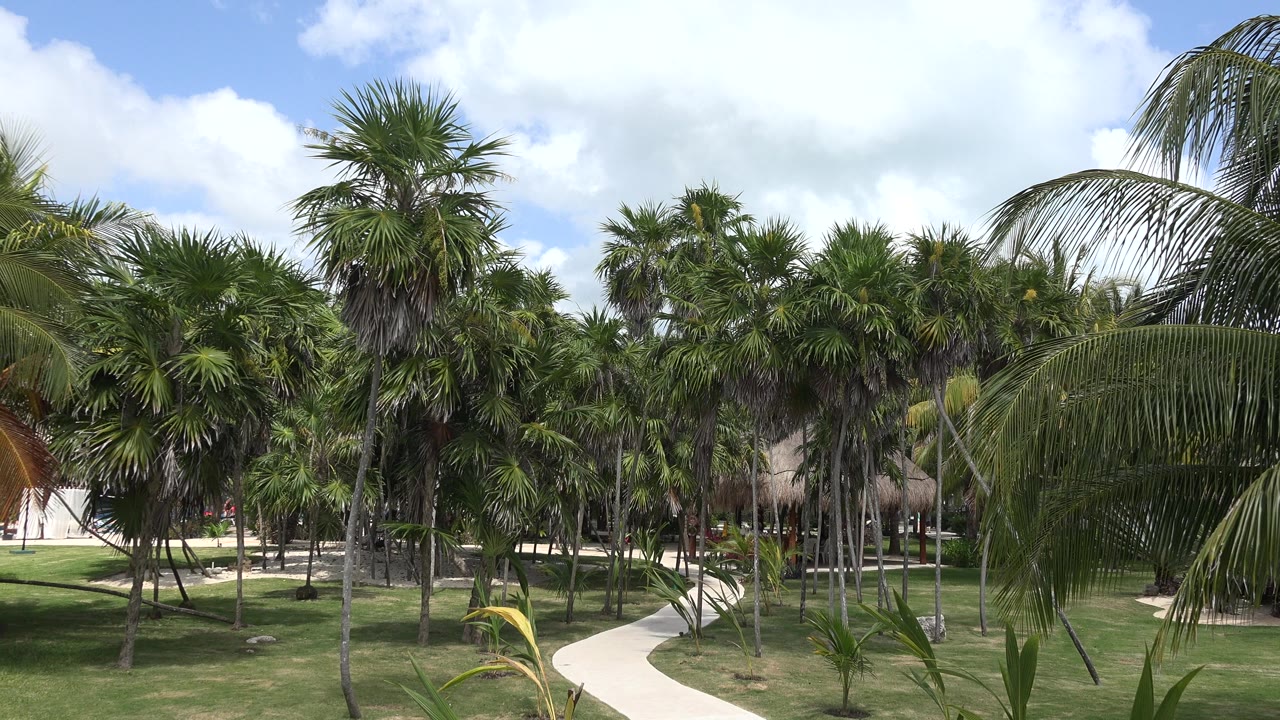 Palm trees fill the Playa Del Carmen resort grounds, with a large frond hanging across the right side and no visible people.