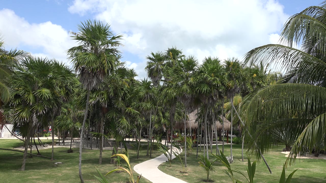 Sunlit palm grove with path bending through resort grounds