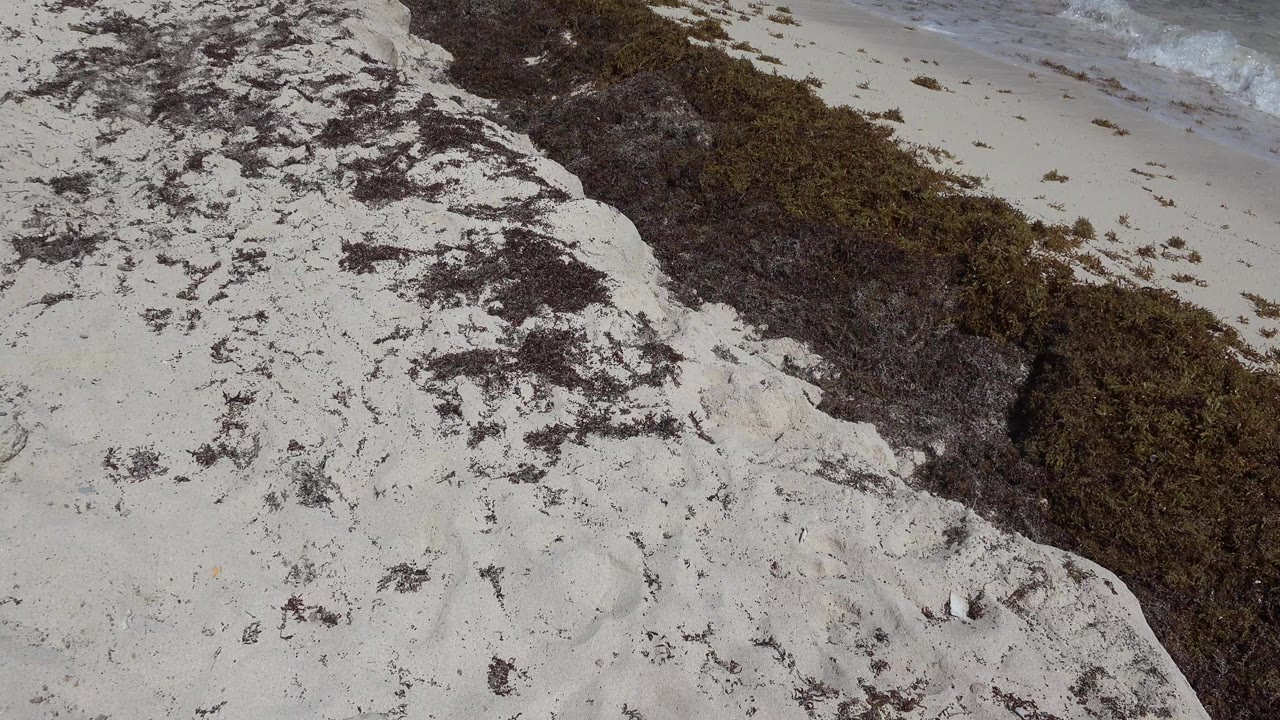 Oblique view of a pale sandy shore in Playa del Carmen, Mexico, with dark low vegetation along the edge and foamy water near the top of frame, no visible people.