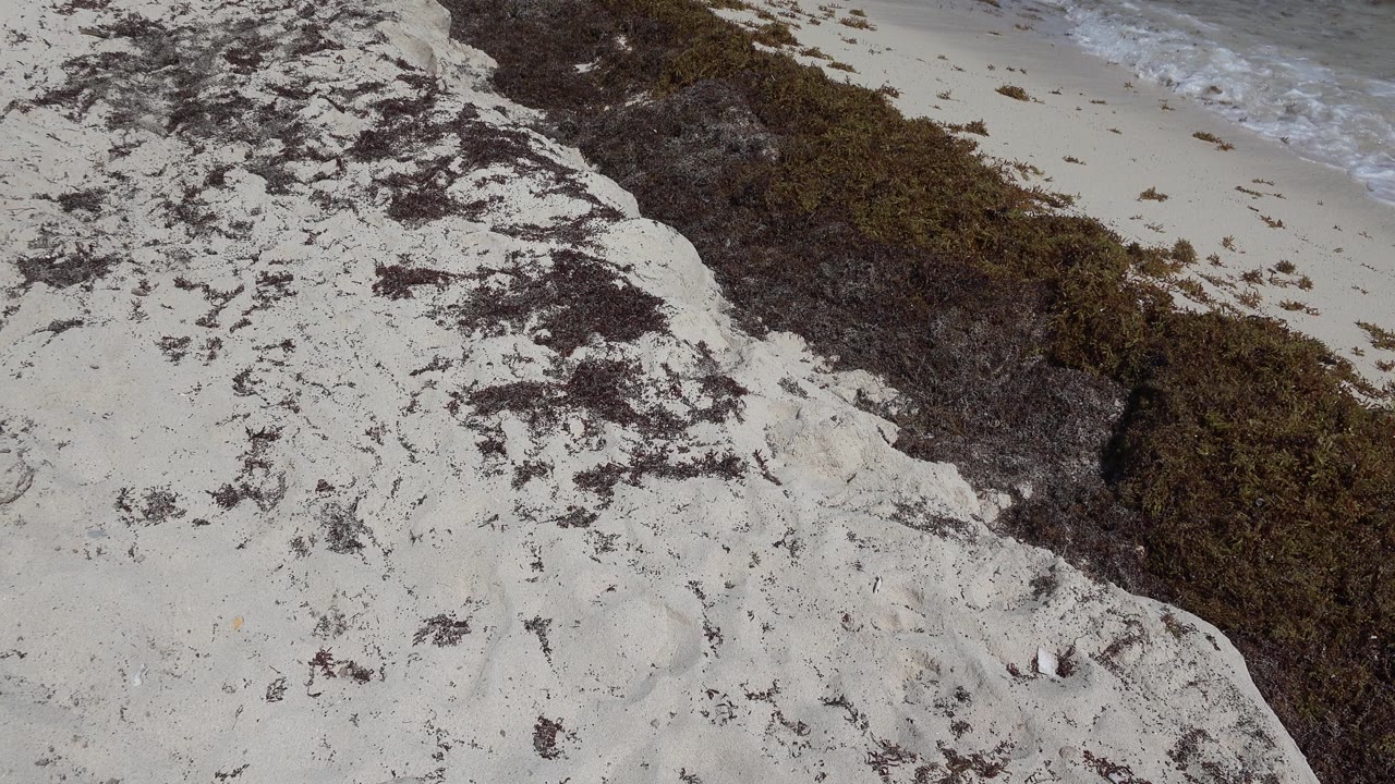 Sandy bluff and vegetation above beach water