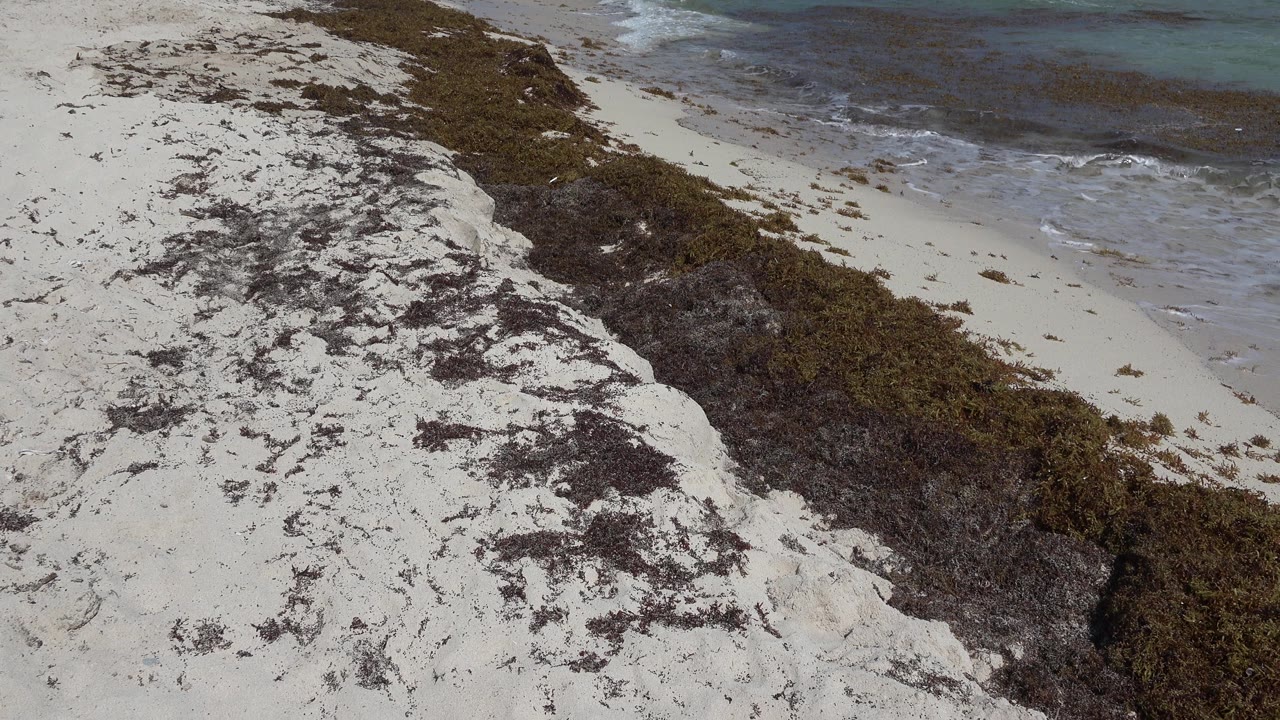 Playa del Carmen beach sand fills the foreground with a dark seaweed line beside shallow blue-green surf, no visible people.