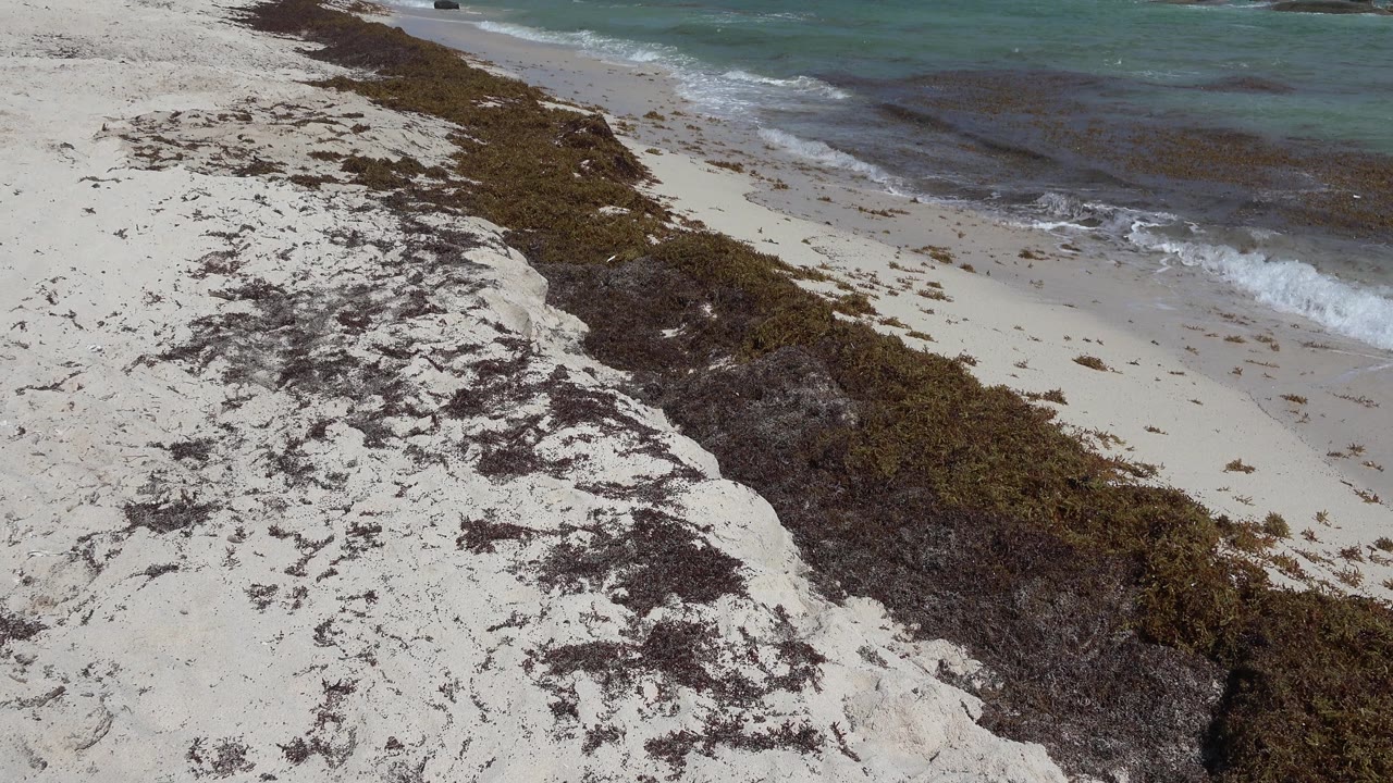Beach sand, dark seaweed, and turquoise water near the shore.