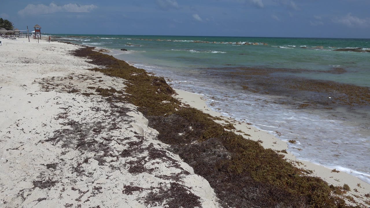 Opening view of a Playa del Carmen beach with white sand, a dark seaweed line, turquoise water, small waves, and no visible people.
