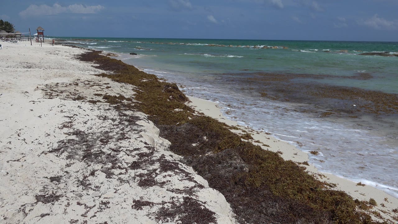 A Playa del Carmen shoreline stretches diagonally through the frame, with seaweed on the sand, pale surf at the waterline, and no visible people.