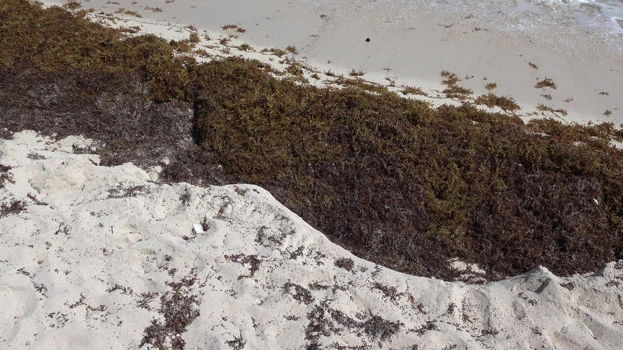 Overhead view of pale sand and a dense dark seaweed band on the Playa del Carmen shoreline, with no visible people.