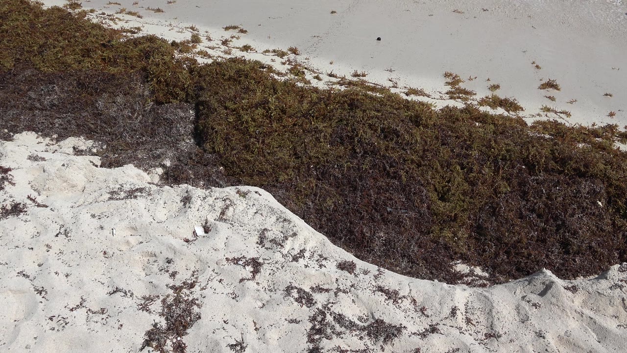 Curving seaweed line between pale sand and upper beach