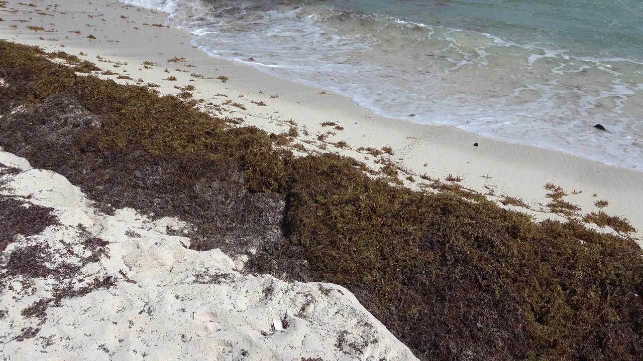A slightly elevated view of a Playa del Carmen white sand beach with dark seaweed near the dune edge, soft surf at the shoreline, turquoise water beyond, and no visible people.