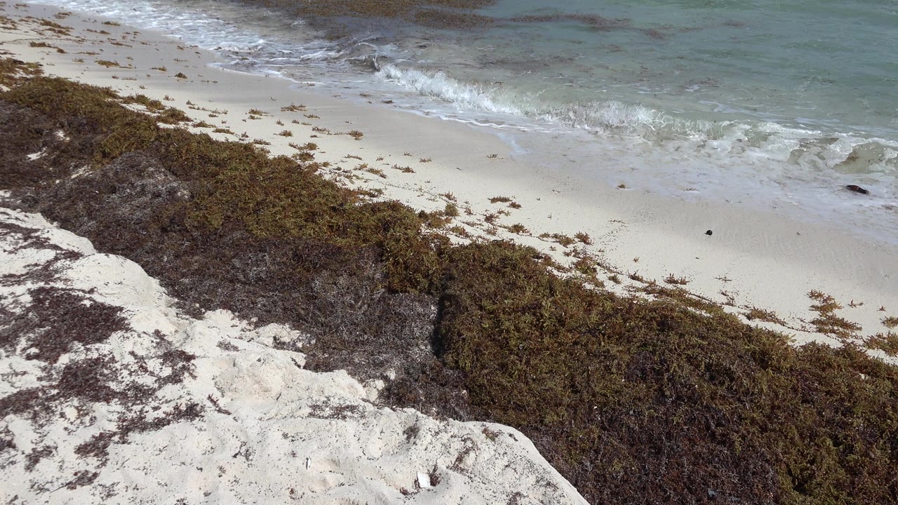 Beach vegetation beside pale sand and choppy water