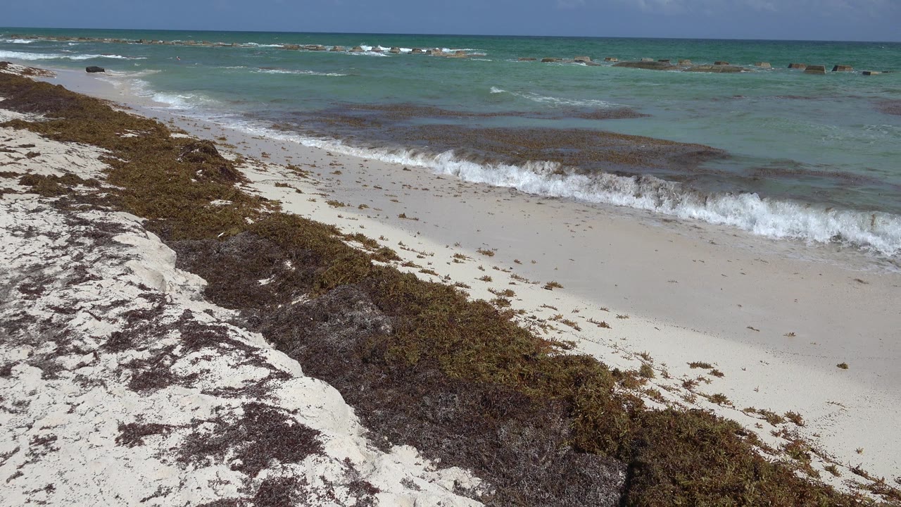 White sandy beach with seaweed, aqua water, small waves, and blue sky.
