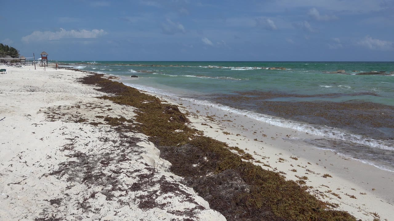 Opening view of Playa del Carmen beach with white sand, dark seaweed along the shore, green-blue water, distant beach structures, and no visible people.