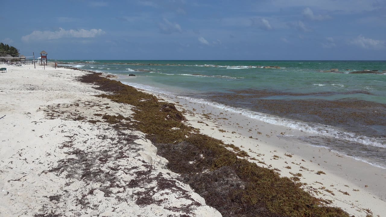 Playa del Carmen shoreline a second into the clip, with the seaweed strip leading toward distant beach structures and no visible people.