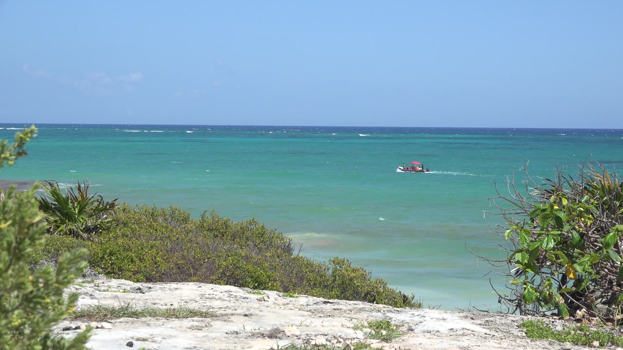 Clear sky over green-blue ocean and low shoreline plants