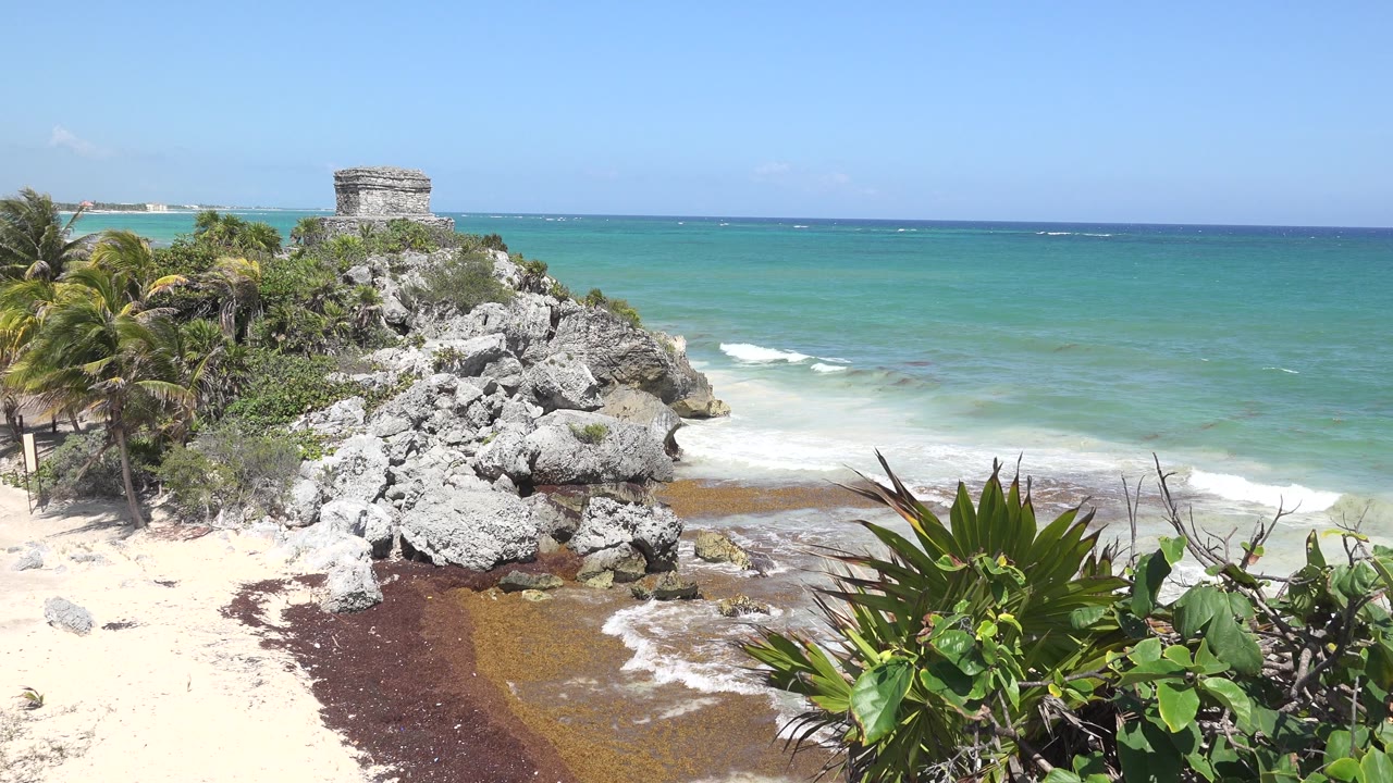 Rocky shoreline with blue-green ocean and leafy foreground plants