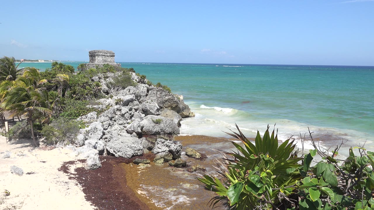 Opening view of a rocky Tulum, Mexico shoreline with palms at left, broad leaves in the foreground, turquoise water behind, and no visible people.