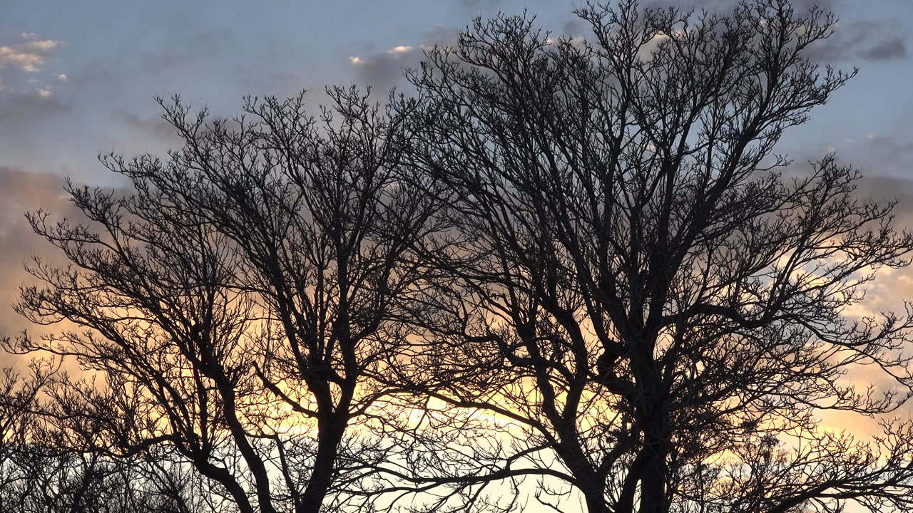 At 0:00, two large leafless trees in Denver, Colorado stand in dark silhouette against a peach and light blue clouded sky, with no visible people.