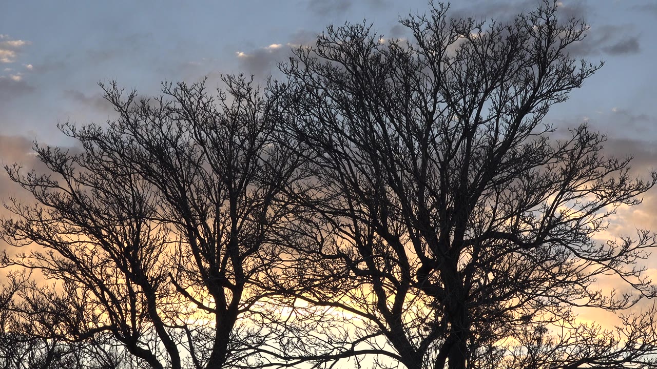 Opening frame of a bare tree silhouette in Denver, Colorado, with blue gray sky above warm sunset light and no visible people.