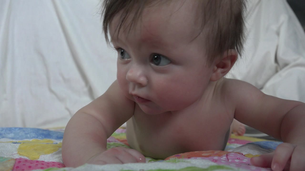 A close ground-level view shows the Westminster baby holding their chest up with both arms while watching something off frame left.