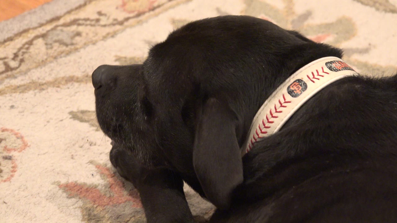 Black dog resting on a patterned rug indoors.