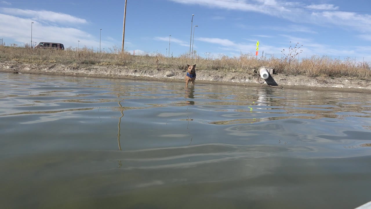 Low waterline view of a lake with a dog near the shore.