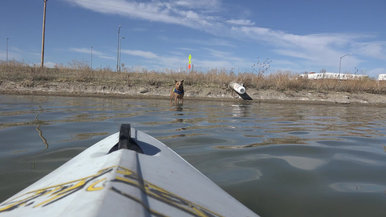 At Hidden Lake Colorado, a white boat bow fills the foreground while a brown dog stands ahead in rippled shallow water near a grassy bank, with no visible people.