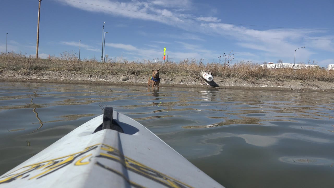 At Hidden Lake Colorado, the brown dog remains centered beyond the white boat bow as small waves reflect the blue sky and the grassy shoreline, with no visible people.