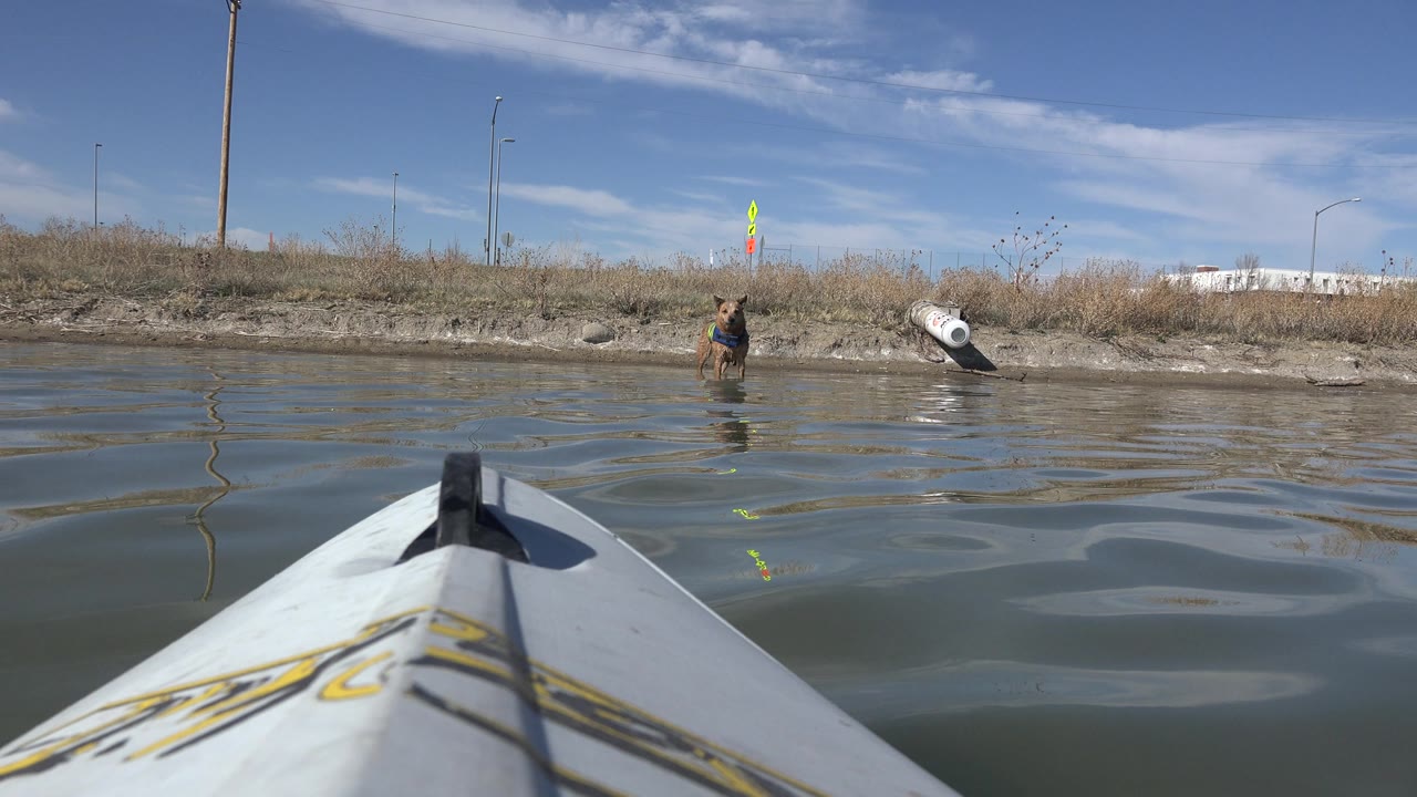 Brown dog stands farther right of the white boat bow in shallow water.