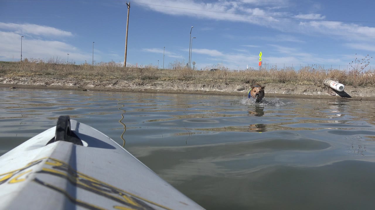 At Hidden Lake, Colorado, a brown dog swims in the middle distance near the white bow of a boat, with a dry grassy bank and blue sky behind it, no visible people.