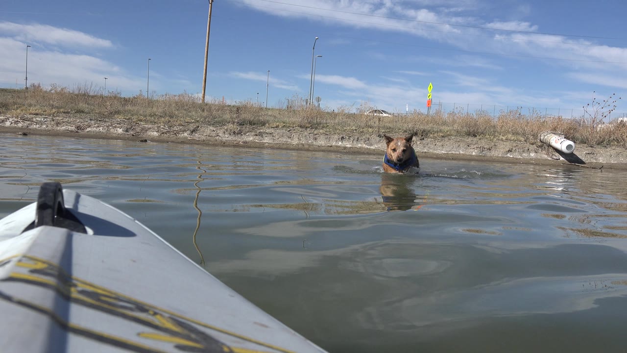 Dog faces the camera while swimming near a low shoreline.