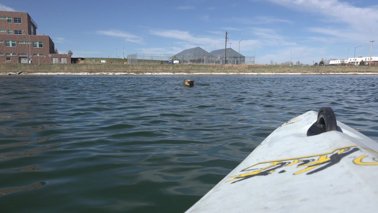 At Hidden Lake, Colorado, the white kayak bow points across rippled water toward a small brown dog swimming ahead near shoreline buildings, with no visible people.