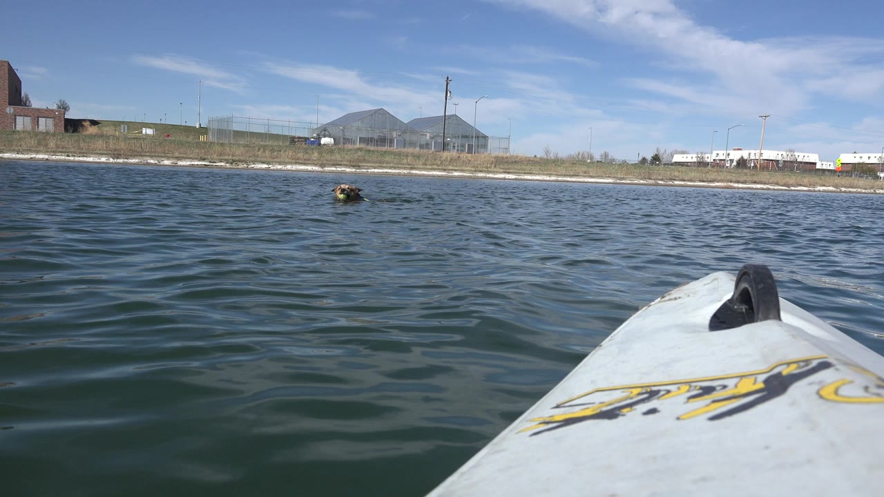 Kayak bow at right foreground with a dog swimming near the center of a lake.