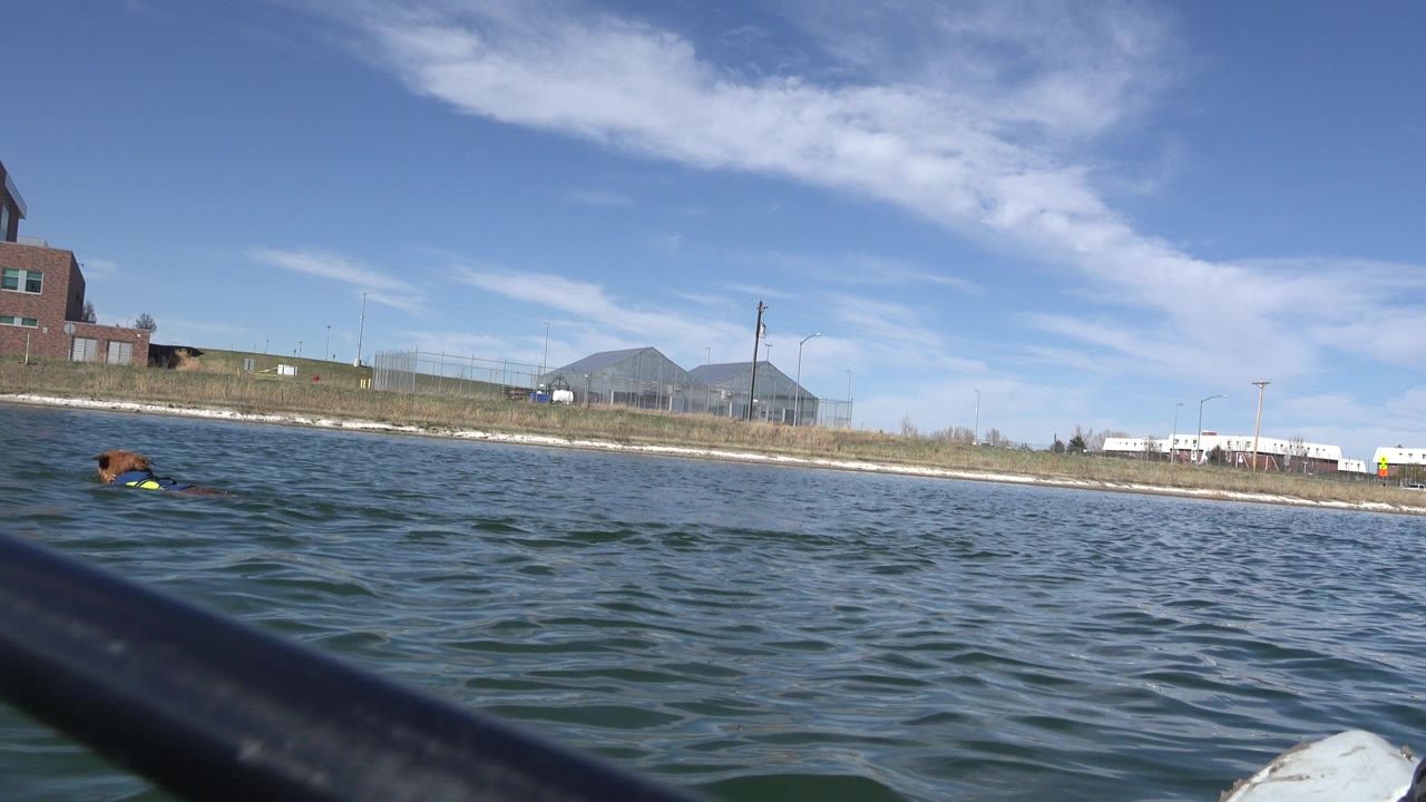 Low lake view with brick waterfront building, mountains, and dog in water.