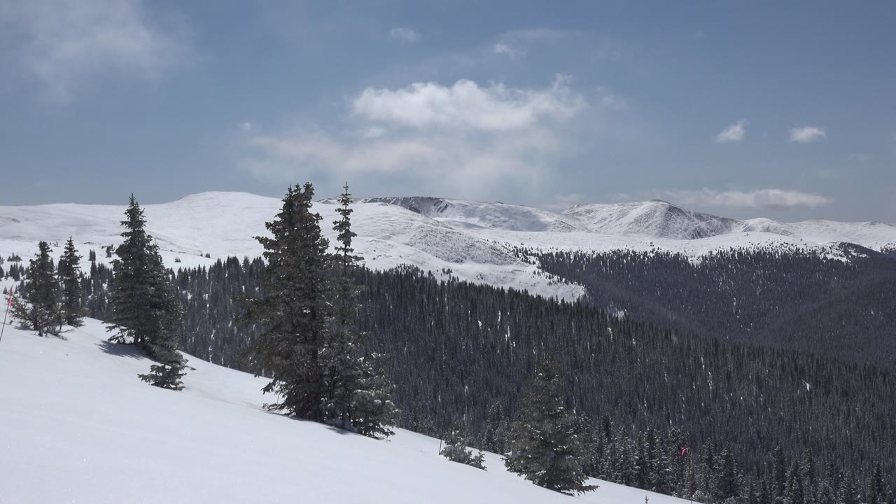 Snow-covered ridges beyond pine trees under blue sky