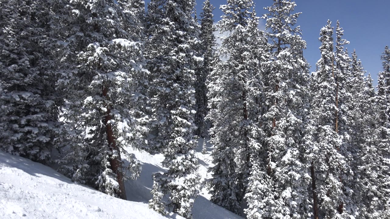 Snow-covered pine trees stand above a bright sloping clearing in Keystone, Colorado, with blue sky overhead and no visible people.