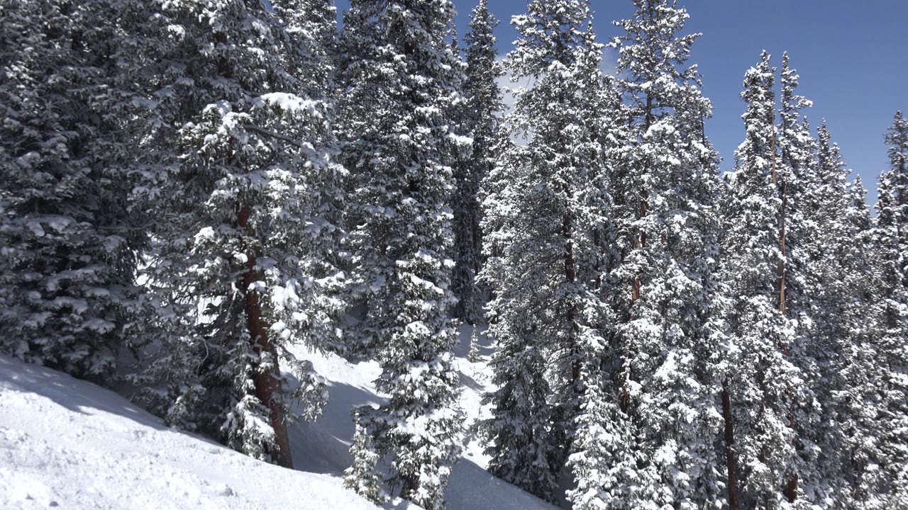 Tall snow-loaded evergreens against blue winter sky.