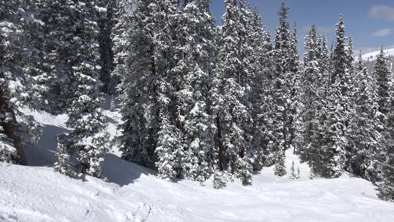 Snow-covered evergreen trees beside a bright ski slope