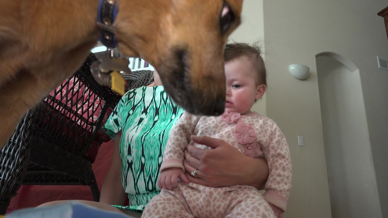 Brown dog close to a baby held by a woman indoors.