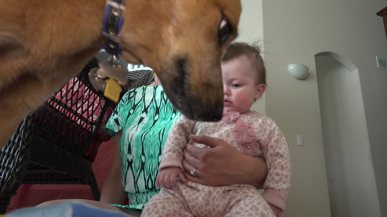 In Westminster, Colorado, the dog's muzzle and collar sit close to the baby as the woman steadies the child in the living room.