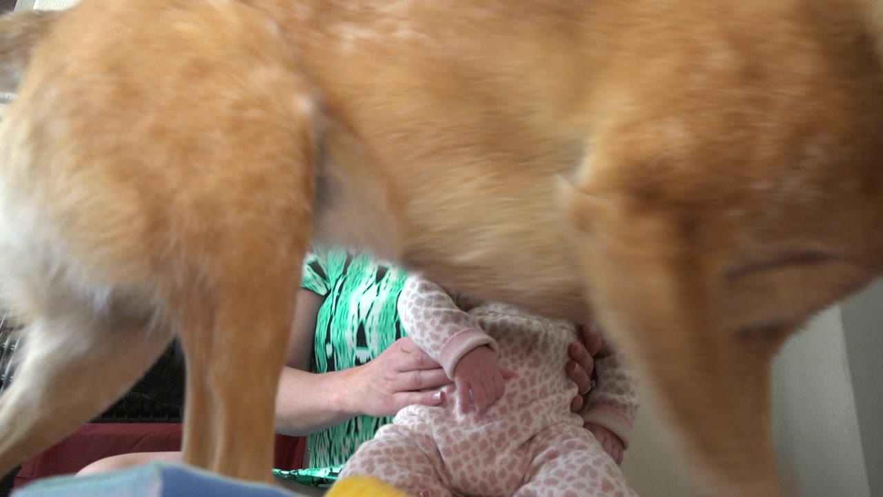 Dog body passes across the foreground in front of baby and woman.