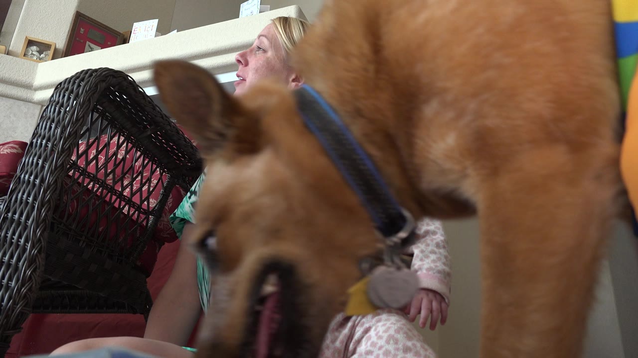 At 0:00 in Westminster, Colorado, a tan dog fills the foreground while a blonde mother holding a baby girl is partly visible behind it in a living room.
