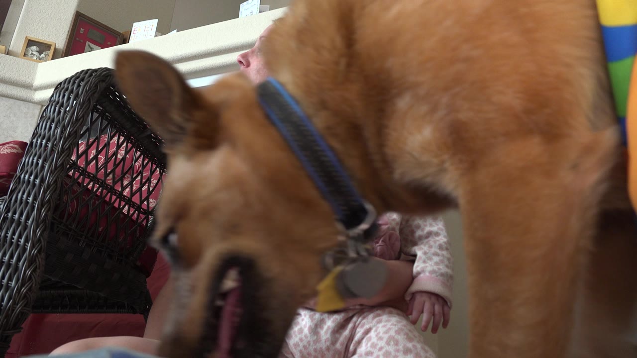 At 0:01 in Westminster, Colorado, the tan dog remains very close to the low camera, obscuring much of the mother and baby seated in the living room.