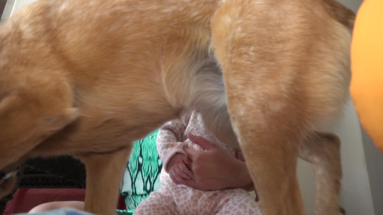 Dog body crosses in front of a seated mother holding a baby.