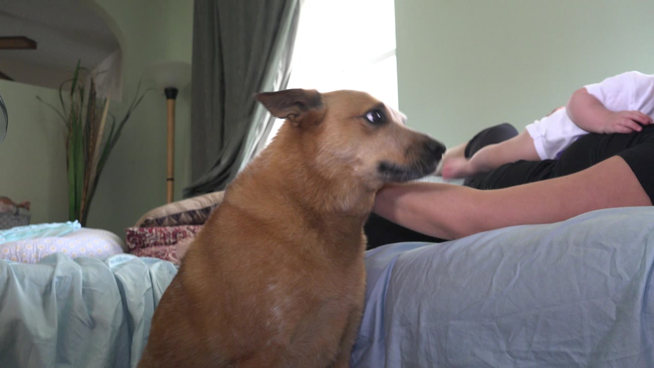 Tan dog beside a bed looking toward a baby held by a woman.