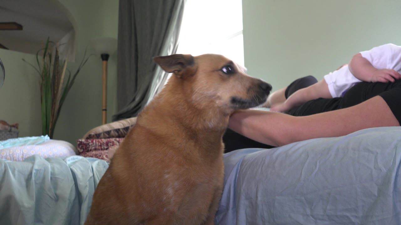 The tan dog remains close to the bed in the Westminster home as the baby lies across the woman's lap near the sunlit window.
