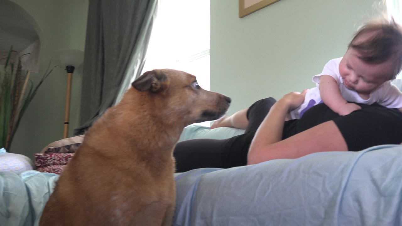 Brown dog in the foreground of a Westminster, Colorado bedroom while a woman in a black shirt holds an infant on a bed in soft daylight.