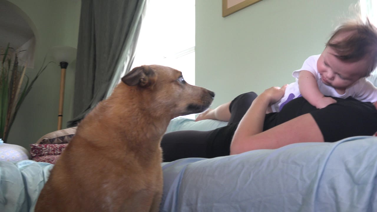 Brown dog remains close to the bed in Westminster, Colorado as the woman holds the infant and looks down toward the child.