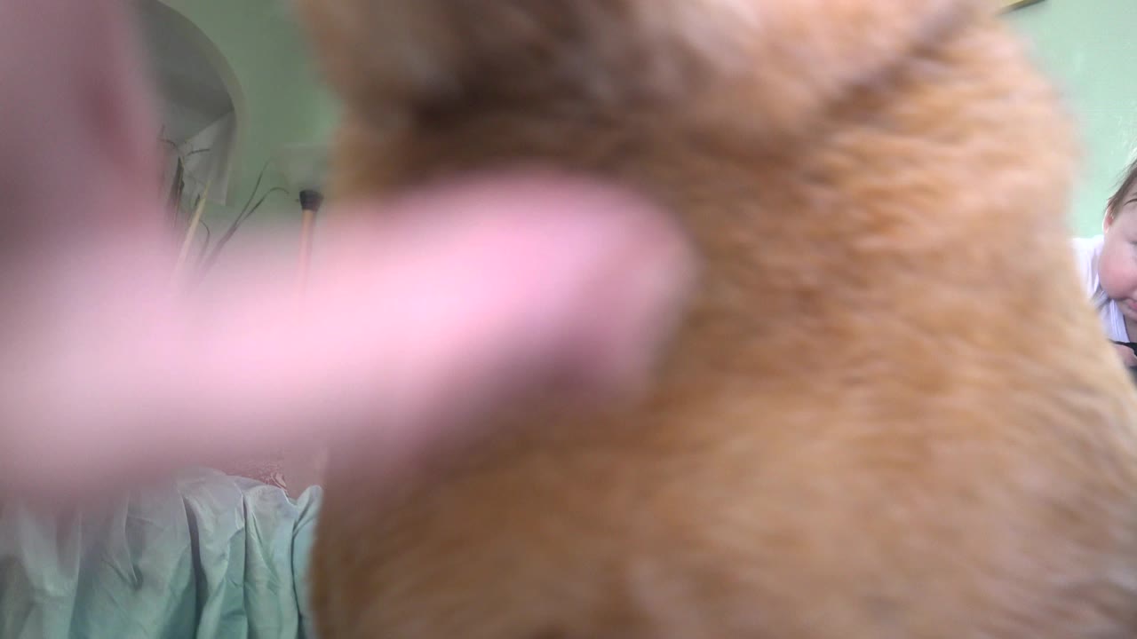 Tan dog close to the lens with an adult hand in the foreground.