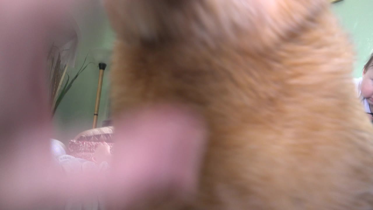 At 0:01 in Westminster, Colorado, the dog’s tan back and neck dominate the frame while a blurred adult hand crosses the foreground and curtains and a window sit behind it.