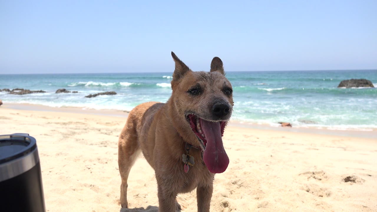 Tan medium-sized dog pants near the camera on a sandy Cabo San Lucas beach, with low surf, rocks, blue sky, and no visible people.