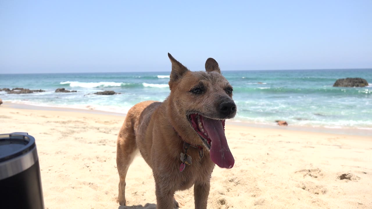 Tan dog with tongue out in front of bright beach and blue water.